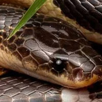 Malayan Krait