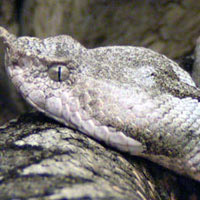 Nose-horned Viper