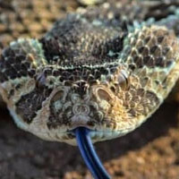 Puff Adder