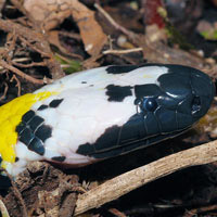 Solomon Island Coral Snake