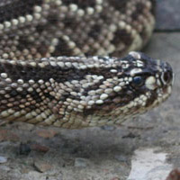 South American Rattlesnake