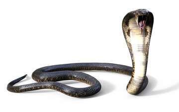 Venomous Snake - King Cobra