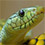 Boomslang 