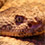 Eastern Diamondback Rattlesnake