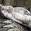 Nose-horned Viper