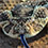 Puff Adder