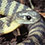 Tiger Snake