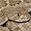 Western Diamondback Rattlesnake