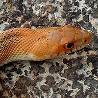 Baja California Pine Snake