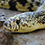 Louisiana Pine Snake