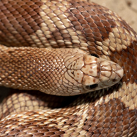 Southern Pine Snake